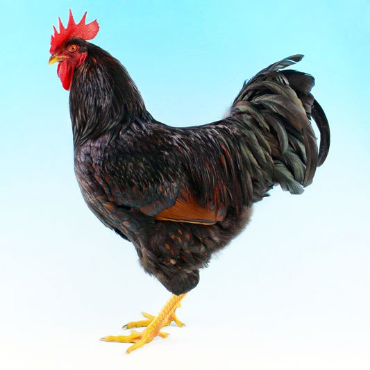 Barnevelder