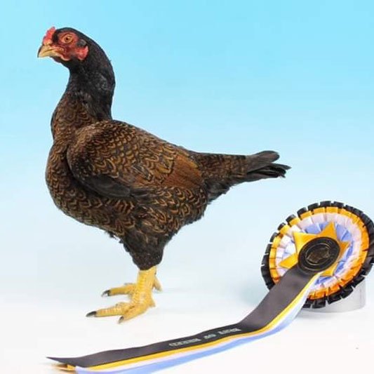Indian Game